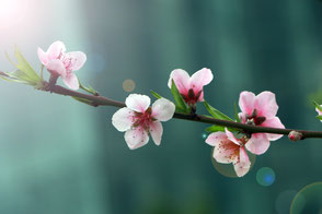 Kirschblüte am Zweig