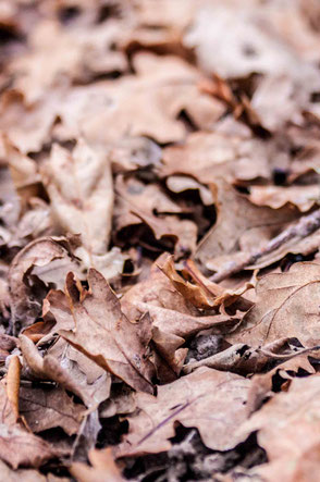 location aspirateur à feuilles