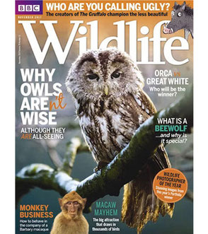 BBC Wildlife Magazine