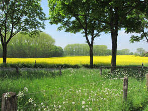 Blühendes Rapsfeld in den Baumbergen