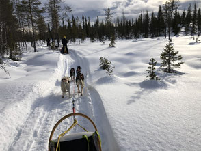 Schlittenhunde mit Schlitten im Fichtenwald