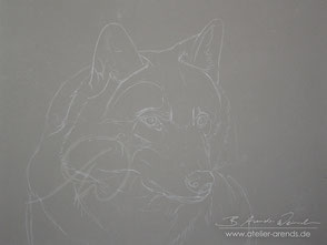 Pastell Portrait Wolf malen lassen-Vorzeichnung