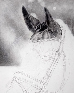 Pferd Pferdeportrait in Bleistift zeichnen lassen-Beginn