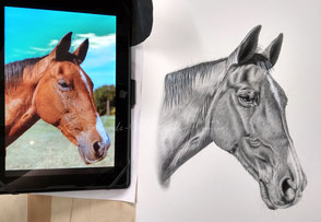 Pferdeportrait in Bleistift zeichnen lassen