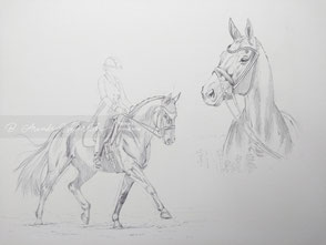 Pferde Portrait in Aquarell malen lassen-Vorzeichnung