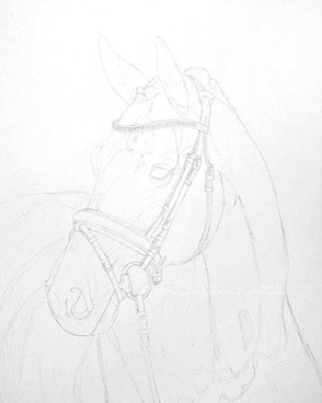 Bleistiftzeichnung Pferd Dressurpferd