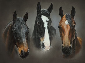 Pferde Tierportrait malen lassen nach Foto - Pferde Portrait in Pastell zeichnen lassen