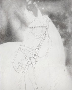 Bleistiftzeichnung Pferd nach Foto