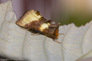 Noctuidae - Eulenfalter
