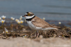 Charadriidae - Regenpfeifer