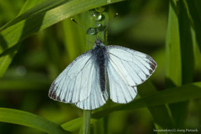 Pieridae - Weißlinge