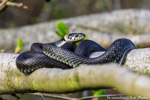 Colubridae - Nattern