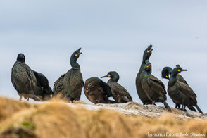Phalacrocoracidae - Komorane