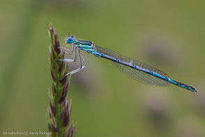 Odonata - Libellen