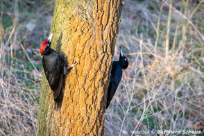 Picidae - Spechte