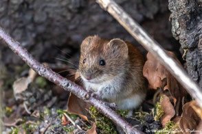 Rodentia - Nagetiere