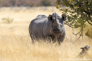 Rhinocerotidae - Nashörner