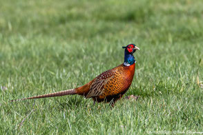 Phasianidae - Fasanenartige