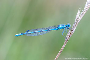 Coenagrionidae - Schlanklibellen