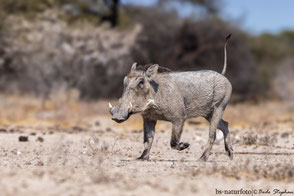 Suidae - Schweine