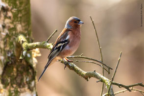 Fringillidae - Finken