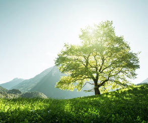 Das Bild zeigt einen großen, grünen Baum in einer Landschaft. Es symbolisiert den Frieden in sich zu entdecken und Freiheit zu erfahren inmitten von Stress und Hektik. Das können Sie in dem MBSR-Kurs von Heike Merkle in Frankfurt in einem 8-Wochen-Kurs er