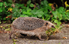 www.ronaldosephius.nl Gulde snede Fibonacci Bewust Groeien vanuit innerlijke kracht