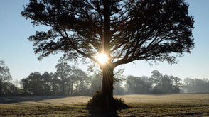 www.ronaldosephius.nl Weilandpad met Zon Bewust Groeien vanuit innerlijke kracht