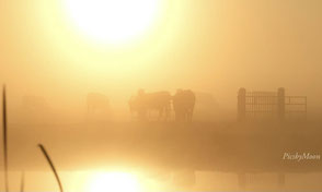 www.ronaldosephius.nl Weilandpad met Zon Bewust Groeien vanuit innerlijke kracht
