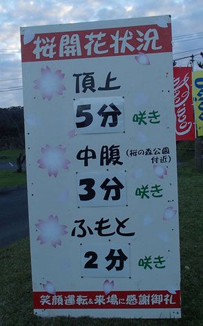 八重岳　桜まつり　開花状況