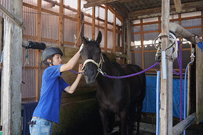 調教後は馬を休ませ、洗い場で馬を洗います