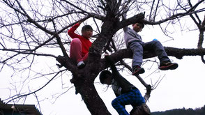 木登りは大の得意