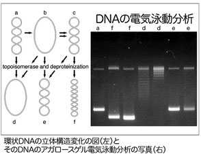 DNAの電気泳動