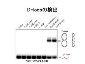 D-loop形成