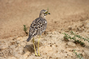 Spotted Thick-knee, TZ, Kapunga
