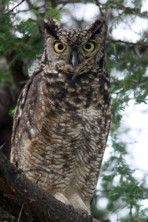 Spotted Eagle-Owl (Bubo africanus), TZ, Kapunga
