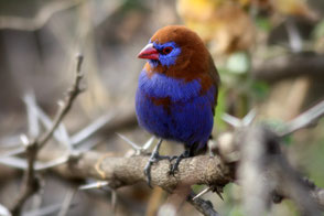 Purple Grenadier, TZ, Monduli
