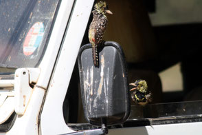 dArnauds Barbet, TZ, Kapunga