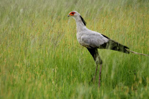 Secretary Bird, TZ, Kapunga