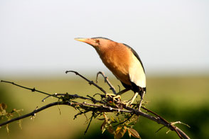 Little Bittern (Ixobrychus minutus), TZ, Kapunga