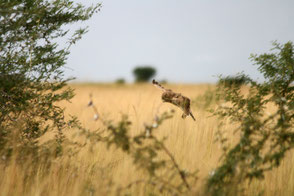 Marsh Owl (Asio capensis), TZ, Kapunga