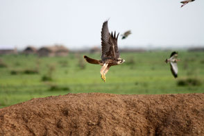 Lanner Falcon (Falco biarmicus), TZ, Kapunga