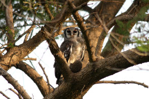Verreaux´s Eagle-Owl (Bubo lacteus), TZ, Kapunga