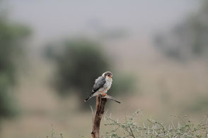 Pygmy Falcon, Kenya, Lumo