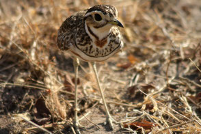 Heuglin´s Courser (Rhinoptilus cinctus), TZ, Nzega