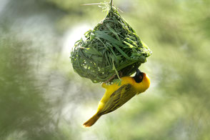 Vitelline Masked Weaver, TZ, Kapunga