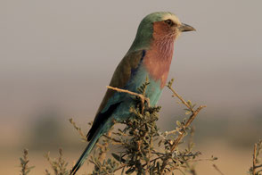 Lilac-breasted roller, TZ, Ruaha