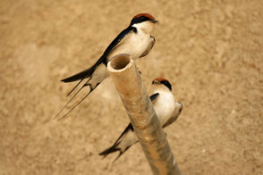 Wire-tailed Swallow (Hirundo smithii), TZ, Kapunga