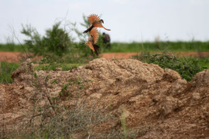White-browed Coucal, TZ, Kapunga
