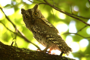 African Scops-Owl, TZ, Chimala